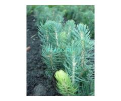 Сеянцы, саженцы хвойных растений из питомника