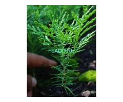 Сеянцы, саженцы хвойных растений из питомника