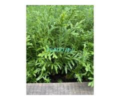 Сеянцы, саженцы хвойных растений из питомника