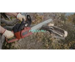 Спил дерева с естественным наклоном в Санкт-Петербурге и ЛО