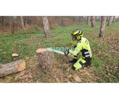 Профессиональные услуги арбориста в Краснодарском крае