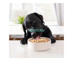 Наборы еды для собак, подобранные по рекомендации диетолога